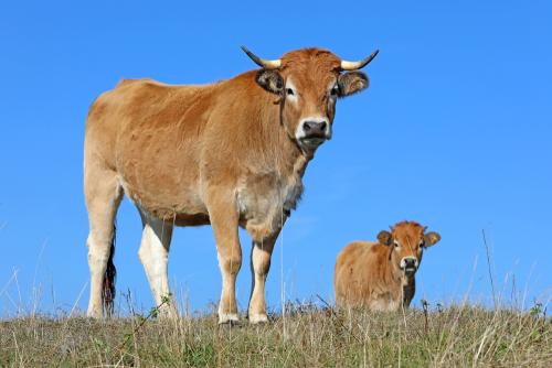 Razze Bovine - Aubrac - Mec Carni