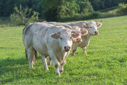 Charolais - Mec Carni